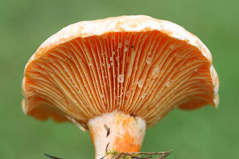 Lactarius salmoneus 
Growing in grass beneath loblolly pines in a public park in Floyd County, GA, US. September 25, 2018. Does not bruise/discolor when cut. Latex (slowly) stains the gills blue/green. Flavor and odor is pleasant/indistinct.
https://www.jungledragon.com/image/66850/lactarius_deliciosus_group.html
https://www.jungledragon.com/image/66852/lactarius_deliciosus_group.html
https://www.jungledragon.com/image/66851/lactarius_deliciosus_group.html Fall,Geotagged,Lactarius salmoneus,United States