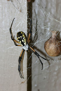 Yellow Garden Spider (Argiope aurantia) I thought our new "family member" on the front porch had surely reached her expiration as she disappeared yesterday morning without a trace. However, I woke up to the sight of this today! Congratulations to the new Mama! :D
https://www.jungledragon.com/image/66858/yellow_garden_spider_argiope_aurantia.html
https://www.jungledragon.com/image/66859/yellow_garden_spider_argiope_aurantia.html
Pictures of her when she was gravid: https://www.jungledragon.com/image/66784/yellow_garden_spider_argiope_aurantia.html
https://www.jungledragon.com/image/66302/yellow_garden_spider_argiope_aurantia.html Argiope aurantia,Fall,Geotagged,United States,Yellow Garden Spider