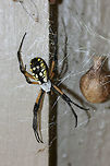 Yellow Garden Spider (Argiope aurantia) I thought our new "family member" on the front porch had surely reached her expiration as she disappeared yesterday morning without a trace. However, I woke up to the sight of this today! Congratulations to the new Mama! :D<br />
https://www.jungledragon.com/image/66858/yellow_garden_spider_argiope_aurantia.html<br />
https://www.jungledragon.com/image/66859/yellow_garden_spider_argiope_aurantia.html<br />
Pictures of her when she was gravid: https://www.jungledragon.com/image/66784/yellow_garden_spider_argiope_aurantia.html<br />
https://www.jungledragon.com/image/66302/yellow_garden_spider_argiope_aurantia.html Argiope aurantia,Fall,Geotagged,United States,Yellow Garden Spider