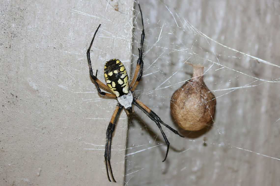Yellow Garden Spider (Argiope aurantia) I thought our new &quot;family member&quot; on the front porch had surely reached her expiration as she disappeared yesterday morning without a trace. However, I woke up to the sight of this today! Congratulations to the new Mama! :D<br />
<figure class="photo"><a href="https://www.jungledragon.com/image/66857/yellow_garden_spider_argiope_aurantia.html" title="Yellow Garden Spider (Argiope aurantia)"><img src="https://s3.amazonaws.com/media.jungledragon.com/images/3231/66857_thumb.jpg?AWSAccessKeyId=05GMT0V3GWVNE7GGM1R2&Expires=1759968010&Signature=R%2BPoYkcEGGMBpZco%2FrkkSOFK%2B8o%3D" width="102" height="152" alt="Yellow Garden Spider (Argiope aurantia) I thought our new &quot;family member&quot; on the front porch had surely reached her expiration as she disappeared yesterday morning without a trace. However, I woke up to the sight of this today! Congratulations to the new Mama! :D<br />
https://www.jungledragon.com/image/66858/yellow_garden_spider_argiope_aurantia.html<br />
https://www.jungledragon.com/image/66859/yellow_garden_spider_argiope_aurantia.html<br />
Pictures of her when she was gravid: https://www.jungledragon.com/image/66784/yellow_garden_spider_argiope_aurantia.html<br />
https://www.jungledragon.com/image/66302/yellow_garden_spider_argiope_aurantia.html Argiope aurantia,Fall,Geotagged,United States,Yellow Garden Spider" /></a></figure><br />
<figure class="photo"><a href="https://www.jungledragon.com/image/66859/yellow_garden_spider_argiope_aurantia.html" title="Yellow Garden Spider (Argiope aurantia)"><img src="https://s3.amazonaws.com/media.jungledragon.com/images/3231/66859_thumb.jpg?AWSAccessKeyId=05GMT0V3GWVNE7GGM1R2&Expires=1759968010&Signature=Z0h5J%2FPsYYW9ZttlvxTAZ2AojZ0%3D" width="200" height="134" alt="Yellow Garden Spider (Argiope aurantia) I thought our new &quot;family member&quot; on the front porch had surely reached her expiration as she disappeared yesterday morning without a trace. However, I woke up to the sight of this today! Congratulations to the new Mama! :D<br />
https://www.jungledragon.com/image/66857/yellow_garden_spider_argiope_aurantia.html<br />
https://www.jungledragon.com/image/66858/yellow_garden_spider_argiope_aurantia.html<br />
<br />
Pictures of her when she was gravid: https://www.jungledragon.com/image/66784/yellow_garden_spider_argiope_aurantia.html<br />
https://www.jungledragon.com/image/66302/yellow_garden_spider_argiope_aurantia.html Argiope aurantia,Fall,Geotagged,United States,Yellow Garden Spider" /></a></figure><br />
<br />
Pictures of her when she was gravid: <figure class="photo"><a href="https://www.jungledragon.com/image/66784/yellow_garden_spider_argiope_aurantia.html" title="Yellow Garden Spider (Argiope aurantia)"><img src="https://s3.amazonaws.com/media.jungledragon.com/images/3231/66784_thumb.jpg?AWSAccessKeyId=05GMT0V3GWVNE7GGM1R2&Expires=1759968010&Signature=geRgA0D3GmJt97dvBV94YjHIuB8%3D" width="102" height="152" alt="Yellow Garden Spider (Argiope aurantia) On a web on a front porch in a residential area.<br />
https://www.jungledragon.com/image/66785/yellow_garden_spider_argiope_aurantia.html<br />
<br />
See this lovely lady a few weeks ago. She has gotten much fatter since then!<br />
https://www.jungledragon.com/image/66302/yellow_garden_spider_argiope_aurantia.html<br />
<br />
 Argiope aurantia,Geotagged,Summer,United States,Yellow Garden Spider" /></a></figure><br />
<figure class="photo"><a href="https://www.jungledragon.com/image/66302/yellow_garden_spider_argiope_aurantia.html" title="Yellow Garden Spider (Argiope aurantia)"><img src="https://s3.amazonaws.com/media.jungledragon.com/images/3231/66302_thumb.jpg?AWSAccessKeyId=05GMT0V3GWVNE7GGM1R2&Expires=1759968010&Signature=CrNKquxDwwD%2B5X3K5zuB9VSfx4Q%3D" width="102" height="152" alt="Yellow Garden Spider (Argiope aurantia) This beauty is currently spinning a web on my front porch (right beside my front door)!<br />
https://www.jungledragon.com/image/66303/yellow_garden_spider_argiope_aurantia.html Argiope aurantia,Geotagged,Summer,United States,Yellow Garden Spider" /></a></figure> Argiope aurantia,Fall,Geotagged,United States,Yellow Garden Spider