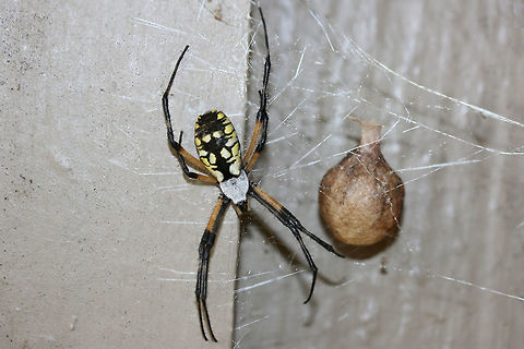 Yellow Garden Spider (Argiope aurantia) I thought our new "family member" on the front porch had surely reached her expiration as she disappeared yesterday morning without a trace. However, I woke up to the sight of this today! Congratulations to the new Mama! :D
https://www.jungledragon.com/image/66857/yellow_garden_spider_argiope_aurantia.html
https://www.jungledragon.com/image/66859/yellow_garden_spider_argiope_aurantia.html

Pictures of her when she was gravid: https://www.jungledragon.com/image/66784/yellow_garden_spider_argiope_aurantia.html
https://www.jungledragon.com/image/66302/yellow_garden_spider_argiope_aurantia.html Argiope aurantia,Fall,Geotagged,United States,Yellow Garden Spider
