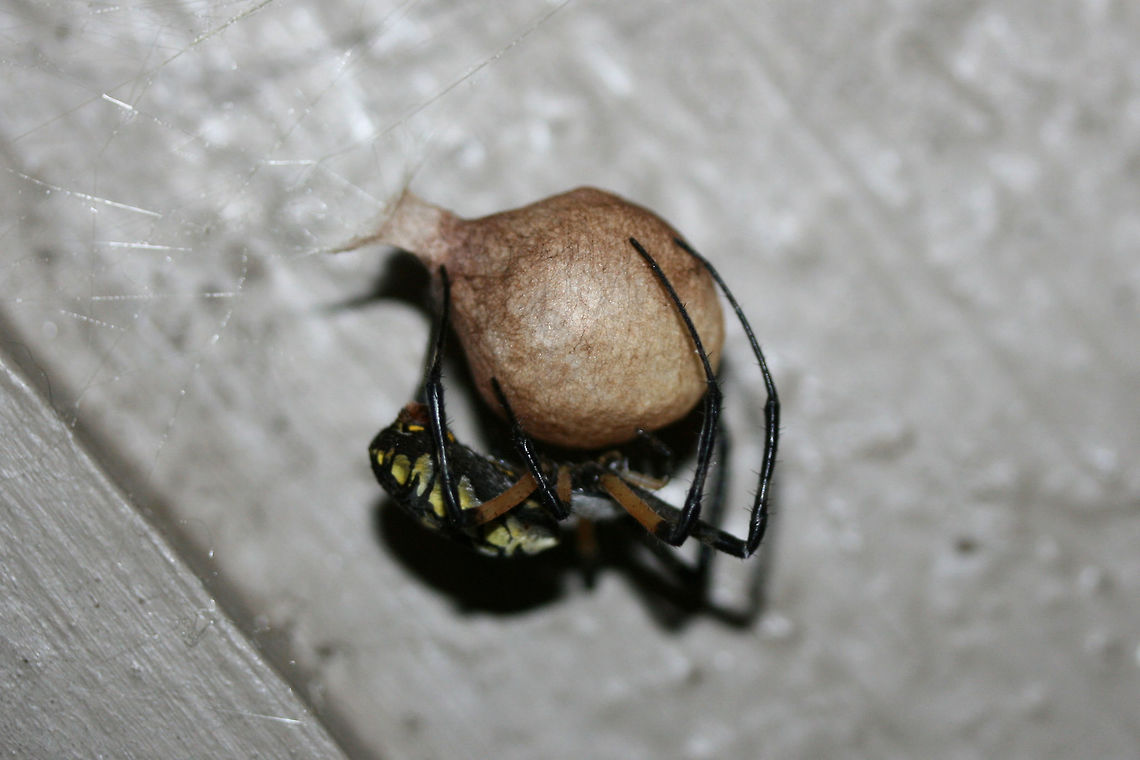 Yellow Garden Spider (Argiope aurantia) I thought our new &quot;family member&quot; on the front porch had surely reached her expiration as she disappeared yesterday morning without a trace. However, I woke up to the sight of this today! Congratulations to the new Mama! :D<br />
<figure class="photo"><a href="https://www.jungledragon.com/image/66857/yellow_garden_spider_argiope_aurantia.html" title="Yellow Garden Spider (Argiope aurantia)"><img src="https://s3.amazonaws.com/media.jungledragon.com/images/3231/66857_thumb.jpg?AWSAccessKeyId=05GMT0V3GWVNE7GGM1R2&Expires=1767225610&Signature=M9Cbrb3Me1aXgxvBqE%2B595NHNLw%3D" width="102" height="152" alt="Yellow Garden Spider (Argiope aurantia) I thought our new &quot;family member&quot; on the front porch had surely reached her expiration as she disappeared yesterday morning without a trace. However, I woke up to the sight of this today! Congratulations to the new Mama! :D<br />
https://www.jungledragon.com/image/66858/yellow_garden_spider_argiope_aurantia.html<br />
https://www.jungledragon.com/image/66859/yellow_garden_spider_argiope_aurantia.html<br />
Pictures of her when she was gravid: https://www.jungledragon.com/image/66784/yellow_garden_spider_argiope_aurantia.html<br />
https://www.jungledragon.com/image/66302/yellow_garden_spider_argiope_aurantia.html Argiope aurantia,Fall,Geotagged,United States,Yellow Garden Spider" /></a></figure><br />
<figure class="photo"><a href="https://www.jungledragon.com/image/66858/yellow_garden_spider_argiope_aurantia.html" title="Yellow Garden Spider (Argiope aurantia)"><img src="https://s3.amazonaws.com/media.jungledragon.com/images/3231/66858_thumb.jpg?AWSAccessKeyId=05GMT0V3GWVNE7GGM1R2&Expires=1767225610&Signature=l2tcIBU5RGz4fCxwZ2E0etSME%2F0%3D" width="200" height="134" alt="Yellow Garden Spider (Argiope aurantia) I thought our new &quot;family member&quot; on the front porch had surely reached her expiration as she disappeared yesterday morning without a trace. However, I woke up to the sight of this today! Congratulations to the new Mama! :D<br />
https://www.jungledragon.com/image/66857/yellow_garden_spider_argiope_aurantia.html<br />
https://www.jungledragon.com/image/66859/yellow_garden_spider_argiope_aurantia.html<br />
<br />
Pictures of her when she was gravid: https://www.jungledragon.com/image/66784/yellow_garden_spider_argiope_aurantia.html<br />
https://www.jungledragon.com/image/66302/yellow_garden_spider_argiope_aurantia.html Argiope aurantia,Fall,Geotagged,United States,Yellow Garden Spider" /></a></figure><br />
<br />
Pictures of her when she was gravid: <figure class="photo"><a href="https://www.jungledragon.com/image/66784/yellow_garden_spider_argiope_aurantia.html" title="Yellow Garden Spider (Argiope aurantia)"><img src="https://s3.amazonaws.com/media.jungledragon.com/images/3231/66784_thumb.jpg?AWSAccessKeyId=05GMT0V3GWVNE7GGM1R2&Expires=1767225610&Signature=DTX26JCKXpagc%2FjUAE%2BPpJTfo94%3D" width="102" height="152" alt="Yellow Garden Spider (Argiope aurantia) On a web on a front porch in a residential area.<br />
https://www.jungledragon.com/image/66785/yellow_garden_spider_argiope_aurantia.html<br />
<br />
See this lovely lady a few weeks ago. She has gotten much fatter since then!<br />
https://www.jungledragon.com/image/66302/yellow_garden_spider_argiope_aurantia.html<br />
<br />
 Argiope aurantia,Geotagged,Summer,United States,Yellow Garden Spider" /></a></figure><br />
<figure class="photo"><a href="https://www.jungledragon.com/image/66302/yellow_garden_spider_argiope_aurantia.html" title="Yellow Garden Spider (Argiope aurantia)"><img src="https://s3.amazonaws.com/media.jungledragon.com/images/3231/66302_thumb.jpg?AWSAccessKeyId=05GMT0V3GWVNE7GGM1R2&Expires=1767225610&Signature=MhDwfpotIAvgdJ8qrdLfJqGL8Ss%3D" width="102" height="152" alt="Yellow Garden Spider (Argiope aurantia) This beauty is currently spinning a web on my front porch (right beside my front door)!<br />
https://www.jungledragon.com/image/66303/yellow_garden_spider_argiope_aurantia.html Argiope aurantia,Geotagged,Summer,United States,Yellow Garden Spider" /></a></figure> Argiope aurantia,Fall,Geotagged,United States,Yellow Garden Spider