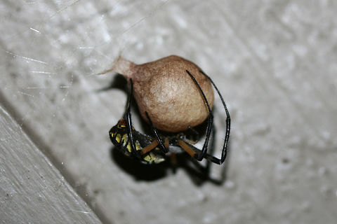 Yellow Garden Spider (Argiope aurantia) I thought our new "family member" on the front porch had surely reached her expiration as she disappeared yesterday morning without a trace. However, I woke up to the sight of this today! Congratulations to the new Mama! :D
https://www.jungledragon.com/image/66857/yellow_garden_spider_argiope_aurantia.html
https://www.jungledragon.com/image/66858/yellow_garden_spider_argiope_aurantia.html

Pictures of her when she was gravid: https://www.jungledragon.com/image/66784/yellow_garden_spider_argiope_aurantia.html
https://www.jungledragon.com/image/66302/yellow_garden_spider_argiope_aurantia.html Argiope aurantia,Fall,Geotagged,United States,Yellow Garden Spider