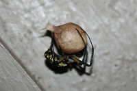 Yellow Garden Spider (Argiope aurantia) I thought our new "family member" on the front porch had surely reached her expiration as she disappeared yesterday morning without a trace. However, I woke up to the sight of this today! Congratulations to the new Mama! :D<br />
https://www.jungledragon.com/image/66857/yellow_garden_spider_argiope_aurantia.html<br />
https://www.jungledragon.com/image/66858/yellow_garden_spider_argiope_aurantia.html<br />
<br />
Pictures of her when she was gravid: https://www.jungledragon.com/image/66784/yellow_garden_spider_argiope_aurantia.html<br />
https://www.jungledragon.com/image/66302/yellow_garden_spider_argiope_aurantia.html Argiope aurantia,Fall,Geotagged,United States,Yellow Garden Spider