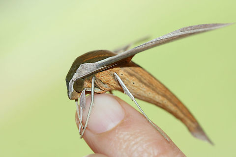 Tersa Sphinx (Xylophanes tersa) At porch lights after a rainstorm (early morning) near an overgrown backyard habitat.
https://www.jungledragon.com/image/66867/tersa_sphinx_xylophanes_tersa.html
https://www.jungledragon.com/image/66863/tersa_sphinx_xylophanes_tersa.html
https://www.jungledragon.com/image/66865/tersa_sphinx_xylophanes_tersa.html Fall,Geotagged,Tersa Sphinx,United States,Xylophanes tersa