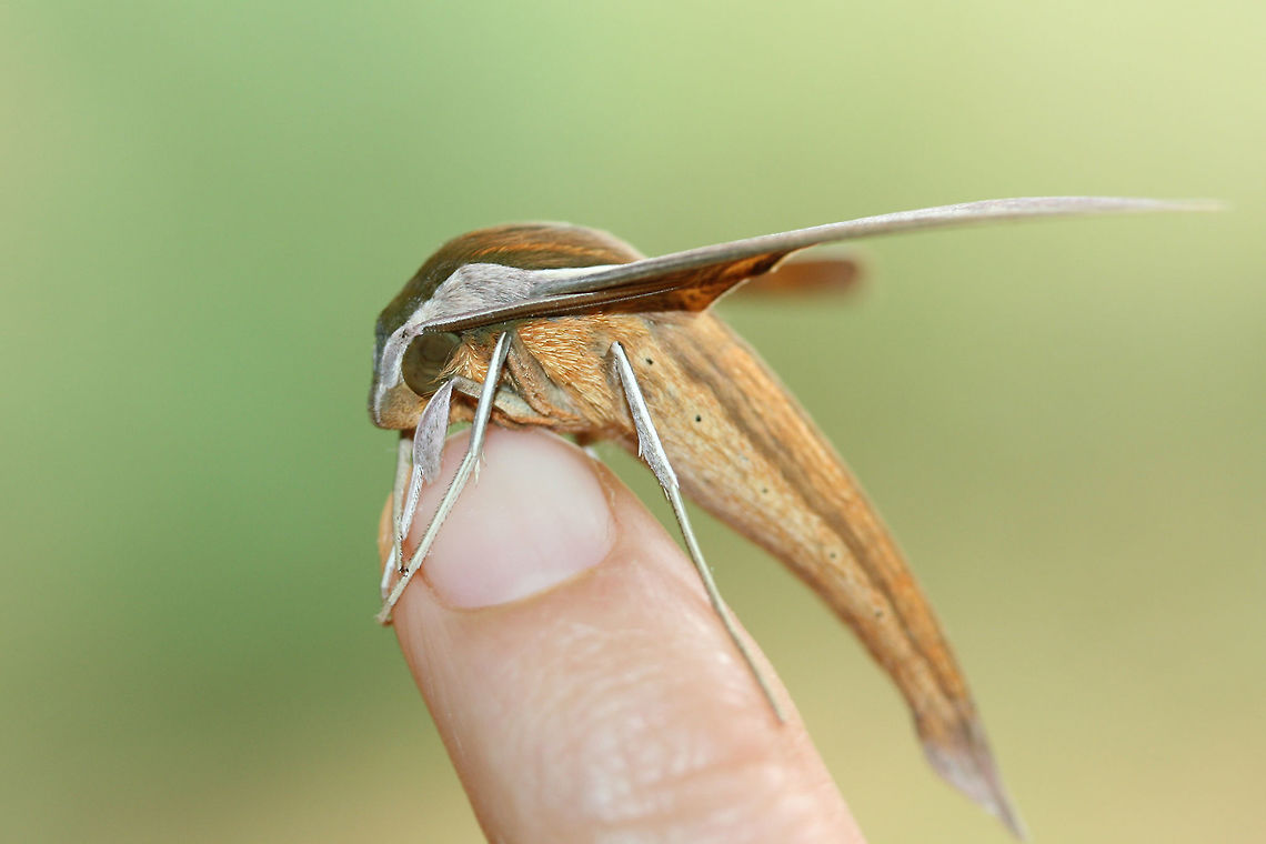 Tersa Sphinx (Xylophanes tersa) At porch lights after a rainstorm (early morning) near an overgrown backyard habitat.<br />
<figure class="photo"><a href="https://www.jungledragon.com/image/66867/tersa_sphinx_xylophanes_tersa.html" title="Tersa Sphinx (Xylophanes tersa)"><img src="https://s3.amazonaws.com/media.jungledragon.com/images/3231/66867_thumb.jpg?AWSAccessKeyId=05GMT0V3GWVNE7GGM1R2&Expires=1759968010&Signature=GEfzmtGOQjZhS9g5t9x%2FRSMYKFQ%3D" width="200" height="138" alt="Tersa Sphinx (Xylophanes tersa) At porch lights after a rainstorm (early morning) near an overgrown backyard habitat.<br />
https://www.jungledragon.com/image/66862/tersa_sphinx_xylophanes_tersa.html<br />
https://www.jungledragon.com/image/66863/tersa_sphinx_xylophanes_tersa.html<br />
https://www.jungledragon.com/image/66865/tersa_sphinx_xylophanes_tersa.html<br />
 Fall,Geotagged,Tersa Sphinx,United States,Xylophanes tersa" /></a></figure><br />
<figure class="photo"><a href="https://www.jungledragon.com/image/66862/tersa_sphinx_xylophanes_tersa.html" title="Tersa Sphinx (Xylophanes tersa)"><img src="https://s3.amazonaws.com/media.jungledragon.com/images/3231/66862_thumb.jpg?AWSAccessKeyId=05GMT0V3GWVNE7GGM1R2&Expires=1759968010&Signature=IyaW9LFB%2B9q0sVq9Afa72tWiF%2F0%3D" width="200" height="134" alt="Tersa Sphinx (Xylophanes tersa) At porch lights after a rainstorm (early morning) near an overgrown backyard habitat.<br />
https://www.jungledragon.com/image/66867/tersa_sphinx_xylophanes_tersa.html<br />
https://www.jungledragon.com/image/66863/tersa_sphinx_xylophanes_tersa.html<br />
https://www.jungledragon.com/image/66865/tersa_sphinx_xylophanes_tersa.html Fall,Geotagged,Tersa Sphinx,United States,Xylophanes tersa" /></a></figure><br />
<figure class="photo"><a href="https://www.jungledragon.com/image/66865/tersa_sphinx_xylophanes_tersa.html" title="Tersa Sphinx (Xylophanes tersa)"><img src="https://s3.amazonaws.com/media.jungledragon.com/images/3231/66865_thumb.jpg?AWSAccessKeyId=05GMT0V3GWVNE7GGM1R2&Expires=1759968010&Signature=vZbiPM2L9hsYCamVMu7vvBCJgfg%3D" width="200" height="134" alt="Tersa Sphinx (Xylophanes tersa) At porch lights after a rainstorm (early morning) near an overgrown backyard habitat.<br />
https://www.jungledragon.com/image/66867/tersa_sphinx_xylophanes_tersa.html<br />
https://www.jungledragon.com/image/66863/tersa_sphinx_xylophanes_tersa.html<br />
https://www.jungledragon.com/image/66862/tersa_sphinx_xylophanes_tersa.html Fall,Geotagged,Tersa Sphinx,United States,Xylophanes tersa" /></a></figure> Fall,Geotagged,Tersa Sphinx,United States,Xylophanes tersa