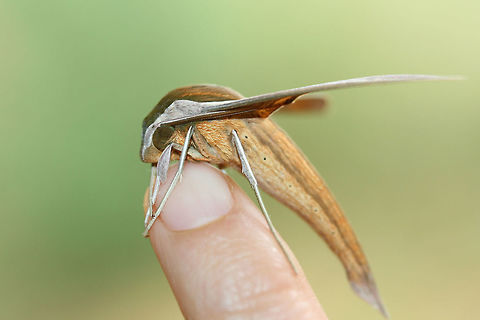 Tersa Sphinx (Xylophanes tersa) At porch lights after a rainstorm (early morning) near an overgrown backyard habitat.
https://www.jungledragon.com/image/66867/tersa_sphinx_xylophanes_tersa.html
https://www.jungledragon.com/image/66862/tersa_sphinx_xylophanes_tersa.html
https://www.jungledragon.com/image/66865/tersa_sphinx_xylophanes_tersa.html Fall,Geotagged,Tersa Sphinx,United States,Xylophanes tersa