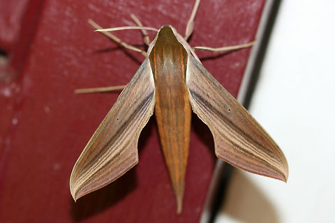 Tersa Sphinx (Xylophanes tersa) At porch lights after a rainstorm (early morning) near an overgrown backyard habitat.
https://www.jungledragon.com/image/66867/tersa_sphinx_xylophanes_tersa.html
https://www.jungledragon.com/image/66863/tersa_sphinx_xylophanes_tersa.html
https://www.jungledragon.com/image/66862/tersa_sphinx_xylophanes_tersa.html Fall,Geotagged,Tersa Sphinx,United States,Xylophanes tersa