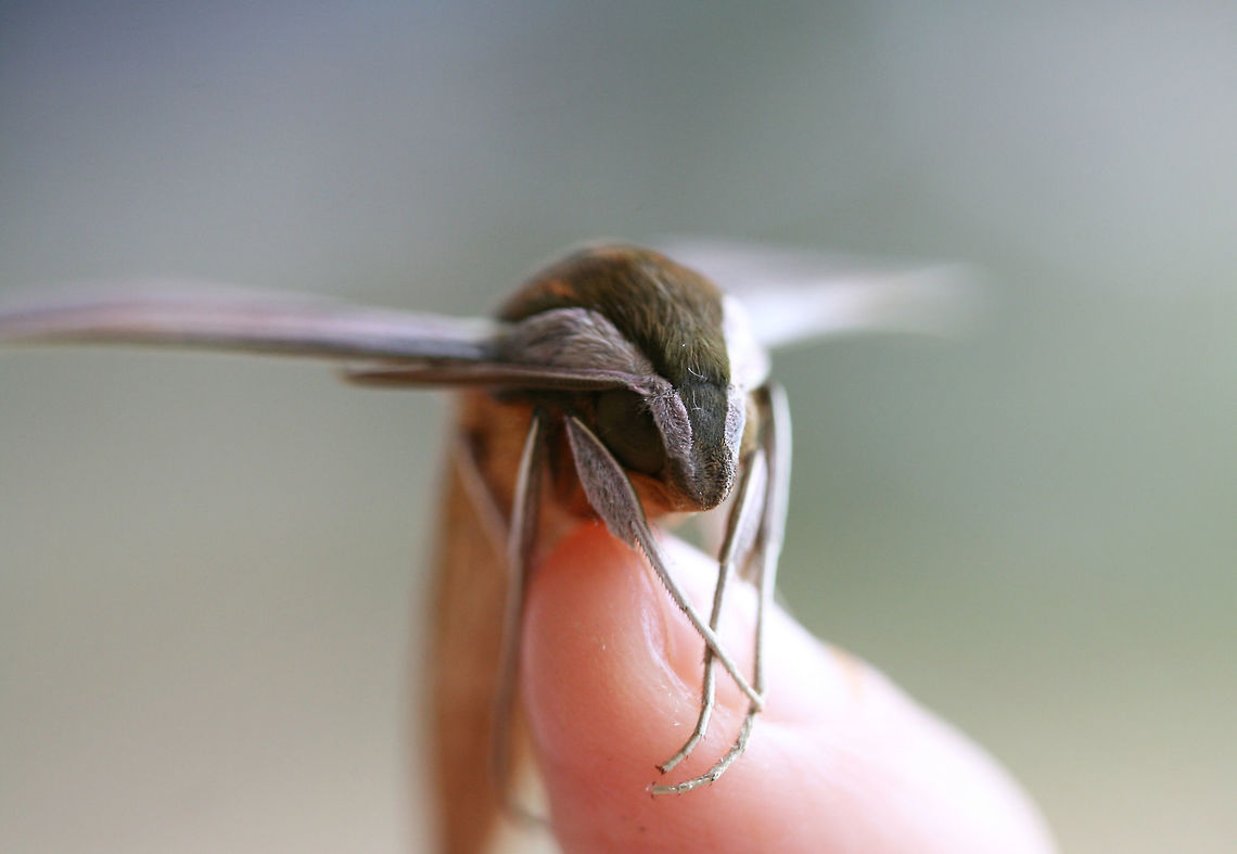 Tersa Sphinx (Xylophanes tersa) At porch lights after a rainstorm (early morning) near an overgrown backyard habitat.<br />
<figure class="photo"><a href="https://www.jungledragon.com/image/66862/tersa_sphinx_xylophanes_tersa.html" title="Tersa Sphinx (Xylophanes tersa)"><img src="https://s3.amazonaws.com/media.jungledragon.com/images/3231/66862_thumb.jpg?AWSAccessKeyId=05GMT0V3GWVNE7GGM1R2&Expires=1767225610&Signature=svHXmzKUSbkcS7xIFaZ71AV65pM%3D" width="200" height="134" alt="Tersa Sphinx (Xylophanes tersa) At porch lights after a rainstorm (early morning) near an overgrown backyard habitat.<br />
https://www.jungledragon.com/image/66867/tersa_sphinx_xylophanes_tersa.html<br />
https://www.jungledragon.com/image/66863/tersa_sphinx_xylophanes_tersa.html<br />
https://www.jungledragon.com/image/66865/tersa_sphinx_xylophanes_tersa.html Fall,Geotagged,Tersa Sphinx,United States,Xylophanes tersa" /></a></figure><br />
<figure class="photo"><a href="https://www.jungledragon.com/image/66863/tersa_sphinx_xylophanes_tersa.html" title="Tersa Sphinx (Xylophanes tersa)"><img src="https://s3.amazonaws.com/media.jungledragon.com/images/3231/66863_thumb.jpg?AWSAccessKeyId=05GMT0V3GWVNE7GGM1R2&Expires=1767225610&Signature=09OoMd3UFevHU0l%2BIZ9VsTcG1J4%3D" width="200" height="134" alt="Tersa Sphinx (Xylophanes tersa) At porch lights after a rainstorm (early morning) near an overgrown backyard habitat.<br />
https://www.jungledragon.com/image/66867/tersa_sphinx_xylophanes_tersa.html<br />
https://www.jungledragon.com/image/66862/tersa_sphinx_xylophanes_tersa.html<br />
https://www.jungledragon.com/image/66865/tersa_sphinx_xylophanes_tersa.html Fall,Geotagged,Tersa Sphinx,United States,Xylophanes tersa" /></a></figure><br />
<figure class="photo"><a href="https://www.jungledragon.com/image/66865/tersa_sphinx_xylophanes_tersa.html" title="Tersa Sphinx (Xylophanes tersa)"><img src="https://s3.amazonaws.com/media.jungledragon.com/images/3231/66865_thumb.jpg?AWSAccessKeyId=05GMT0V3GWVNE7GGM1R2&Expires=1767225610&Signature=TYIHnBmfbZ2k1e%2BR95mBofg0kXo%3D" width="200" height="134" alt="Tersa Sphinx (Xylophanes tersa) At porch lights after a rainstorm (early morning) near an overgrown backyard habitat.<br />
https://www.jungledragon.com/image/66867/tersa_sphinx_xylophanes_tersa.html<br />
https://www.jungledragon.com/image/66863/tersa_sphinx_xylophanes_tersa.html<br />
https://www.jungledragon.com/image/66862/tersa_sphinx_xylophanes_tersa.html Fall,Geotagged,Tersa Sphinx,United States,Xylophanes tersa" /></a></figure><br />
 Fall,Geotagged,Tersa Sphinx,United States,Xylophanes tersa