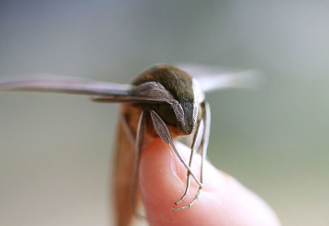 Tersa Sphinx (Xylophanes tersa) At porch lights after a rainstorm (early morning) near an overgrown backyard habitat.
https://www.jungledragon.com/image/66862/tersa_sphinx_xylophanes_tersa.html
https://www.jungledragon.com/image/66863/tersa_sphinx_xylophanes_tersa.html
https://www.jungledragon.com/image/66865/tersa_sphinx_xylophanes_tersa.html
 Fall,Geotagged,Tersa Sphinx,United States,Xylophanes tersa
