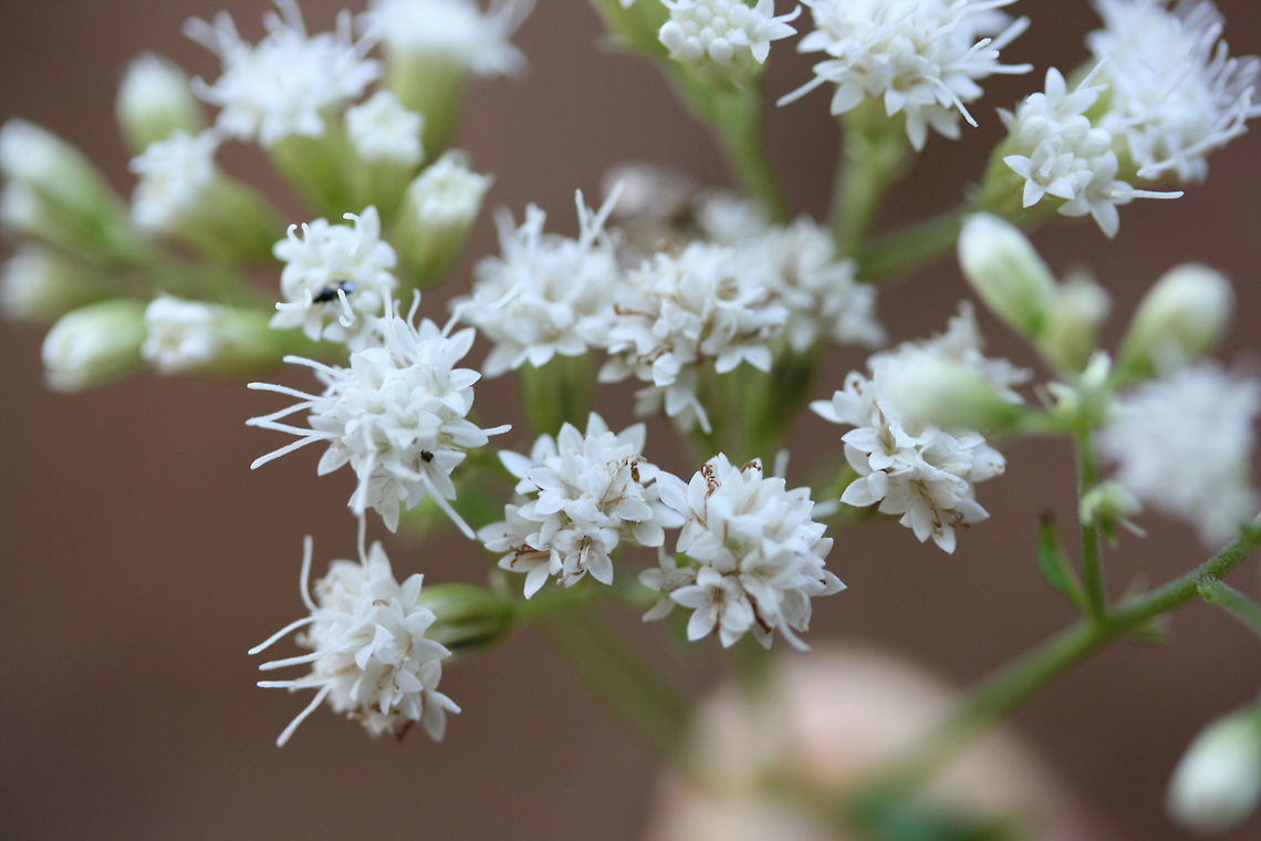White Snakeroot (Ageratina altissima) Growing in  the understory of a dense mixed hardwood/coniferous forest.<br />
 Ageratina altissima,Fall,Geotagged,United States,White snakeroot
