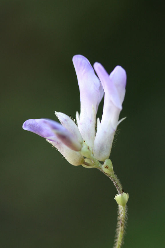 American Hog-Peanut (Amphicarpaea bracteata) On dirt roadsides near the edge of a dense mixed hardwood/coniferous forest.<br />
 Amphicarpaea bracteata,Fall,Geotagged,Hog-peanut,United States