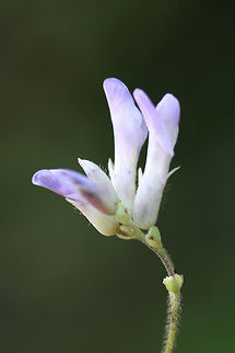 American Hog-Peanut (Amphicarpaea bracteata) On dirt roadsides near the edge of a dense mixed hardwood/coniferous forest.
 Amphicarpaea bracteata,Fall,Geotagged,Hog-peanut,United States