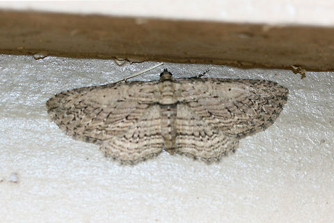 Brown Bark Carpet Moth (Horisme intestinata) Hanging out on the side of my house near an overgrown backyard habitat.

A terrible shot, I know!  This beauty wasn't interested in having photos taken and flew away after just one shot! Fall,Geotagged,Horisme intestinata,United States