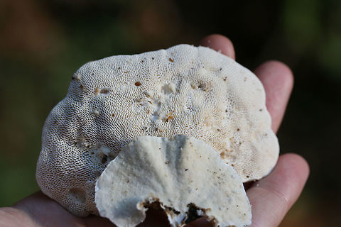 Lumpy Bracket (Trametes gibbosa) And Turkeytail (Trametes versicolor) Growing on Tulip Poplar (Liriodendron tulipifera).

Front: Trametes versicolor. Back: Trametes gibbosa.
https://www.jungledragon.com/image/66925/lumpy_bracket_trametes_gibbosa_and_turkeytail_trametes_versicolor.html
https://www.jungledragon.com/image/66923/multiple_fungi_on_tulip_poplar_liriodendron_tulipifera.html Fall,Geotagged,United States