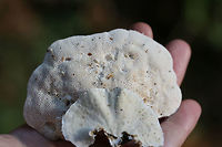 Lumpy Bracket (Trametes gibbosa) And Turkeytail (Trametes versicolor) Growing on Tulip Poplar (Liriodendron tulipifera).<br />
<br />
Front: Trametes versicolor. Back: Trametes gibbosa.<br />
https://www.jungledragon.com/image/66925/lumpy_bracket_trametes_gibbosa_and_turkeytail_trametes_versicolor.html<br />
https://www.jungledragon.com/image/66923/multiple_fungi_on_tulip_poplar_liriodendron_tulipifera.html Fall,Geotagged,United States