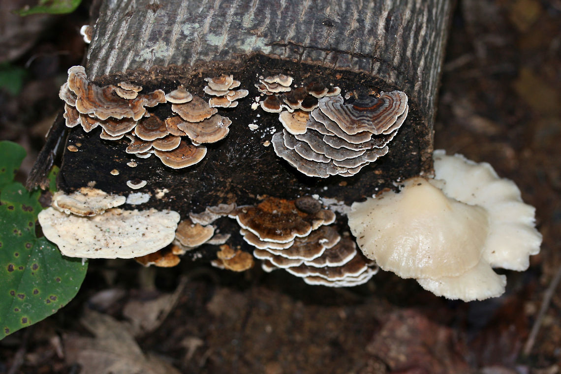 Multiple fungi on Tulip Poplar (Liriodendron tulipifera) Lower left: Lumpy Bracket (Trametes gibbosa). Top and lower middle: Turkeytail (Trametes versicolor). Bottom right: Lung Oyster (Pleurotus pulmonarius).<br />
<br />
<figure class="photo"><a href="https://www.jungledragon.com/image/66925/lumpy_bracket_trametes_gibbosa_and_turkeytail_trametes_versicolor.html" title="Lumpy Bracket (Trametes gibbosa) And Turkeytail (Trametes versicolor)"><img src="https://s3.amazonaws.com/media.jungledragon.com/images/3231/66925_thumb.jpg?AWSAccessKeyId=05GMT0V3GWVNE7GGM1R2&Expires=1769040010&Signature=2F8T2CRdcDJeYMZtWcIt1gM8eGk%3D" width="200" height="134" alt="Lumpy Bracket (Trametes gibbosa) And Turkeytail (Trametes versicolor) Growing on Tulip Poplar (Liriodendron tulipifera).<br />
<br />
Front: Trametes versicolor. Back: Trametes gibbosa.<br />
https://www.jungledragon.com/image/66923/multiple_fungi_on_tulip_poplar_liriodendron_tulipifera.html<br />
https://www.jungledragon.com/image/66922/lumpy_bracket_trametes_gibbosa_and_turkeytail_trametes_versicolor.html Fall,Geotagged,United States" /></a></figure><br />
<figure class="photo"><a href="https://www.jungledragon.com/image/66922/lumpy_bracket_trametes_gibbosa_and_turkeytail_trametes_versicolor.html" title="Lumpy Bracket (Trametes gibbosa) And Turkeytail (Trametes versicolor)"><img src="https://s3.amazonaws.com/media.jungledragon.com/images/3231/66922_thumb.jpg?AWSAccessKeyId=05GMT0V3GWVNE7GGM1R2&Expires=1769040010&Signature=3r9qnSFRWTvGKwbEOIocVhEqirA%3D" width="200" height="134" alt="Lumpy Bracket (Trametes gibbosa) And Turkeytail (Trametes versicolor) Growing on Tulip Poplar (Liriodendron tulipifera).<br />
<br />
Front: Trametes versicolor. Back: Trametes gibbosa.<br />
https://www.jungledragon.com/image/66925/lumpy_bracket_trametes_gibbosa_and_turkeytail_trametes_versicolor.html<br />
https://www.jungledragon.com/image/66923/multiple_fungi_on_tulip_poplar_liriodendron_tulipifera.html Fall,Geotagged,United States" /></a></figure> Fall,Geotagged,United States