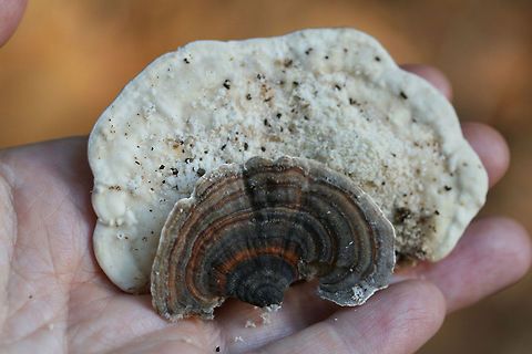 Lumpy Bracket (Trametes gibbosa) And Turkeytail (Trametes versicolor) Growing on Tulip Poplar (Liriodendron tulipifera).

Front: Trametes versicolor. Back: Trametes gibbosa.
https://www.jungledragon.com/image/66923/multiple_fungi_on_tulip_poplar_liriodendron_tulipifera.html
https://www.jungledragon.com/image/66922/lumpy_bracket_trametes_gibbosa_and_turkeytail_trametes_versicolor.html Fall,Geotagged,United States