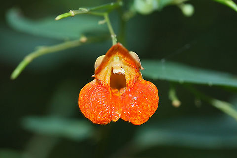 Common Jewelweed (Impatiens capensis) At the edge of a dense mixed hardwood/coniferous forest.
 Geotagged,Impatiens capensis,Orange Jewelweed,Summer,United States