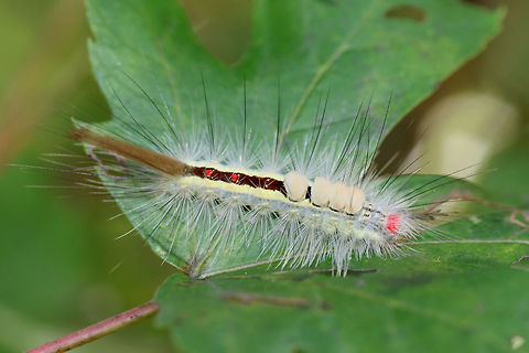 White-marked Tussock Moth Larva (Orgyia leucostigma) On a Japanese maple leaf (Acer palmatum) in an overgrown backyard habitat.
https://www.jungledragon.com/image/66973/white-marked_tussock_moth_orgyia_leucostigma.html Geotagged,Orgyia leucostigma,Summer,United States,White-marked tussock moth