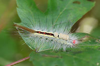 White-marked Tussock Moth Larva (Orgyia leucostigma) On a Japanese maple leaf (Acer palmatum) in an overgrown backyard habitat.<br />
https://www.jungledragon.com/image/66973/white-marked_tussock_moth_orgyia_leucostigma.html Geotagged,Orgyia leucostigma,Summer,United States,White-marked tussock moth