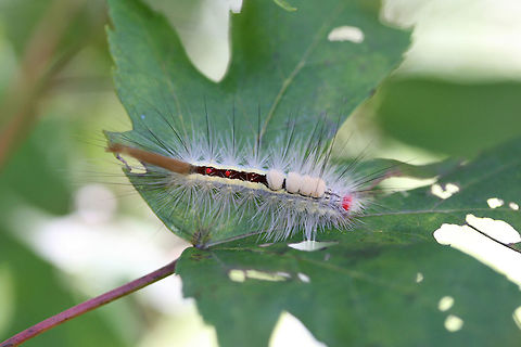 White-marked Tussock Moth Larva (Orgyia leucostigma) On a Japanese maple leaf (Acer palmatum) in an overgrown backyard habitat.
https://www.jungledragon.com/image/66972/white-marked_tussock_moth_orgyia_leucostigma.html Geotagged,Orgyia leucostigma,Summer,United States,White-marked tussock moth