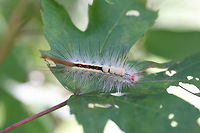 White-marked Tussock Moth Larva (Orgyia leucostigma) On a Japanese maple leaf (Acer palmatum) in an overgrown backyard habitat.<br />
https://www.jungledragon.com/image/66972/white-marked_tussock_moth_orgyia_leucostigma.html Geotagged,Orgyia leucostigma,Summer,United States,White-marked tussock moth