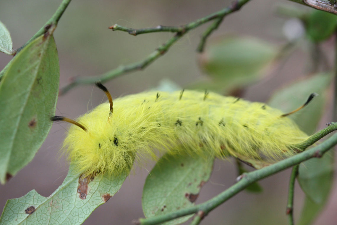 Spotted Apatelodes Moth Larva (Apatelodes torrefacta) On Vaccinium pallidum plants in a pine forest in Floyd County, GA.<br />
<figure class="photo"><a href="https://www.jungledragon.com/image/67020/spotted_apatelodes_moth_larva_apatelodes_torrefacta.html" title="Spotted Apatelodes Moth Larva (Apatelodes torrefacta)"><img src="https://s3.amazonaws.com/media.jungledragon.com/images/3231/67020_thumb.jpg?AWSAccessKeyId=05GMT0V3GWVNE7GGM1R2&Expires=1759968010&Signature=V1ovuMsyrCBRc41qO1x6%2BLkoDSM%3D" width="200" height="134" alt="Spotted Apatelodes Moth Larva (Apatelodes torrefacta) On Vaccinium pallidum plants in a pine forest in Floyd County, GA.<br />
https://www.jungledragon.com/image/67019/spotted_apatelodes_moth_larva_apatelodes_torrefacta.html Apatelodes torrefacta,Fall,Geotagged,Spotted Apatelodes,United States" /></a></figure><br />
 Apatelodes torrefacta,Fall,Geotagged,Spotted Apatelodes,United States