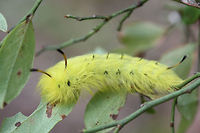 Spotted Apatelodes Moth Larva (Apatelodes torrefacta) On Vaccinium pallidum plants in a pine forest in Floyd County, GA.<br />
https://www.jungledragon.com/image/67020/spotted_apatelodes_moth_larva_apatelodes_torrefacta.html<br />
 Apatelodes torrefacta,Fall,Geotagged,Spotted Apatelodes,United States