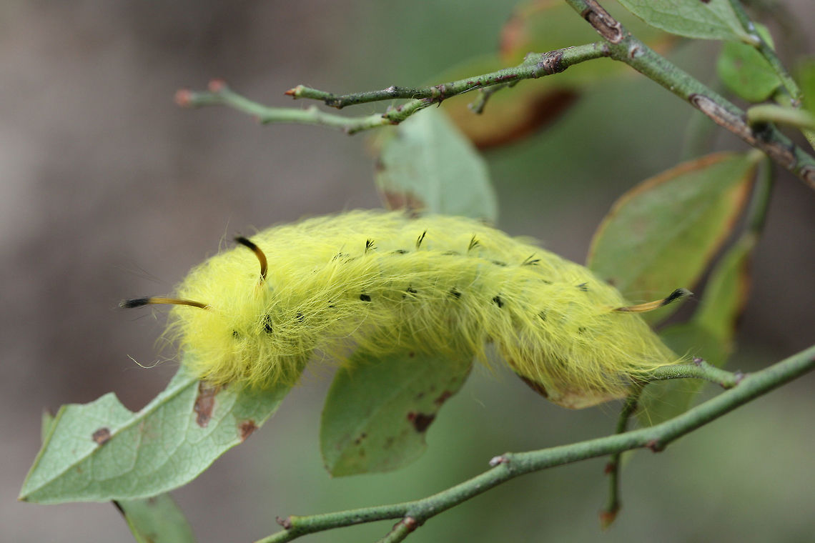Spotted Apatelodes Moth Larva (Apatelodes torrefacta) On Vaccinium pallidum plants in a pine forest in Floyd County, GA.<br />
<figure class="photo"><a href="https://www.jungledragon.com/image/67019/spotted_apatelodes_moth_larva_apatelodes_torrefacta.html" title="Spotted Apatelodes Moth Larva (Apatelodes torrefacta)"><img src="https://s3.amazonaws.com/media.jungledragon.com/images/3231/67019_thumb.jpg?AWSAccessKeyId=05GMT0V3GWVNE7GGM1R2&Expires=1759968010&Signature=6xOX7bhKrHLrUqjVKIY202SH7ak%3D" width="200" height="134" alt="Spotted Apatelodes Moth Larva (Apatelodes torrefacta) On Vaccinium pallidum plants in a pine forest in Floyd County, GA.<br />
https://www.jungledragon.com/image/67020/spotted_apatelodes_moth_larva_apatelodes_torrefacta.html<br />
 Apatelodes torrefacta,Fall,Geotagged,Spotted Apatelodes,United States" /></a></figure> Apatelodes torrefacta,Fall,Geotagged,Spotted Apatelodes,United States