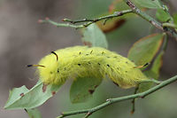 Spotted Apatelodes Moth Larva (Apatelodes torrefacta) On Vaccinium pallidum plants in a pine forest in Floyd County, GA.<br />
https://www.jungledragon.com/image/67019/spotted_apatelodes_moth_larva_apatelodes_torrefacta.html Apatelodes torrefacta,Fall,Geotagged,Spotted Apatelodes,United States