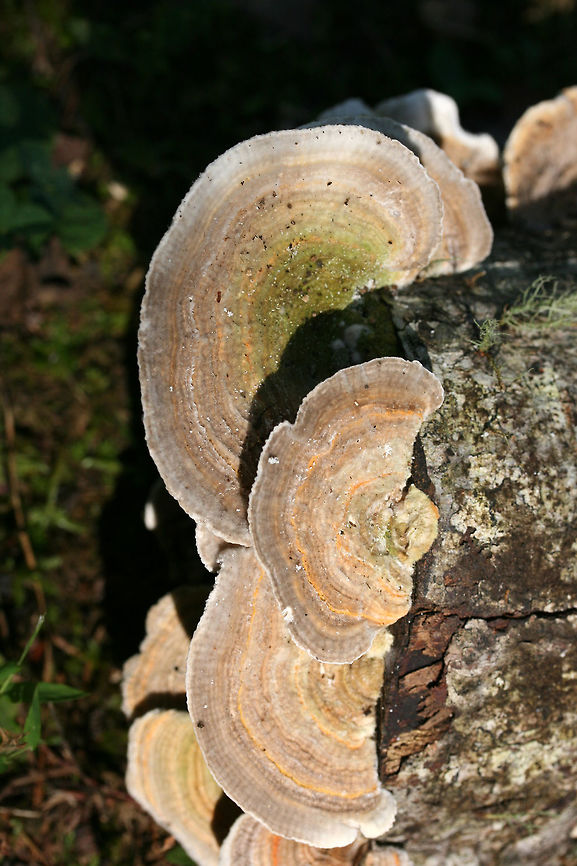 Gilled Polypore (Trametes betulina) On dead hardwood at the edge of a (mostly) coniferous forest.<br />
<figure class="photo"><a href="https://www.jungledragon.com/image/67049/gilled_polypore_trametes_betulina.html" title="Gilled Polypore (Trametes betulina)"><img src="https://s3.amazonaws.com/media.jungledragon.com/images/3231/67049_thumb.jpg?AWSAccessKeyId=05GMT0V3GWVNE7GGM1R2&Expires=1770854410&Signature=Q8dsB2u6SPPWuJmGrUU0w3su2Ts%3D" width="200" height="134" alt="Gilled Polypore (Trametes betulina) On dead hardwood at the edge of a (mostly) coniferous forest.<br />
https://www.jungledragon.com/image/67047/gilled_polypore_trametes_betulina.html<br />
https://www.jungledragon.com/image/67048/gilled_polypore_trametes_betulina.html Geotagged,Gilled polypore,Lenzites betulina,Summer,United States" /></a></figure><br />
<figure class="photo"><a href="https://www.jungledragon.com/image/67048/gilled_polypore_trametes_betulina.html" title="Gilled Polypore (Trametes betulina)"><img src="https://s3.amazonaws.com/media.jungledragon.com/images/3231/67048_thumb.jpg?AWSAccessKeyId=05GMT0V3GWVNE7GGM1R2&Expires=1770854410&Signature=k6PGVFSuZArLYxK2g7pYVPV2DOI%3D" width="200" height="134" alt="Gilled Polypore (Trametes betulina) On dead hardwood at the edge of a (mostly) coniferous forest.<br />
https://www.jungledragon.com/image/67049/gilled_polypore_trametes_betulina.html<br />
https://www.jungledragon.com/image/67047/gilled_polypore_trametes_betulina.html<br />
 Geotagged,Gilled polypore,Lenzites betulina,Summer,United States" /></a></figure><br />
 Geotagged,Gilled polypore,Lenzites betulina,Summer,United States