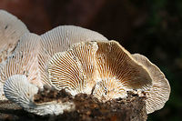 Gilled Polypore (Trametes betulina) On dead hardwood at the edge of a (mostly) coniferous forest.<br />
https://www.jungledragon.com/image/67049/gilled_polypore_trametes_betulina.html<br />
https://www.jungledragon.com/image/67047/gilled_polypore_trametes_betulina.html<br />
 Geotagged,Gilled polypore,Lenzites betulina,Summer,United States