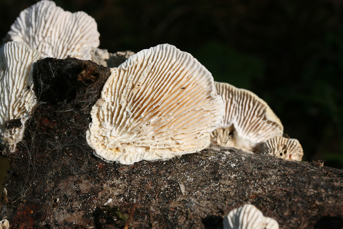 Gilled Polypore (Trametes betulina) On dead hardwood at the edge of a (mostly) coniferous forest.<br />
<figure class="photo"><a href="https://www.jungledragon.com/image/67047/gilled_polypore_trametes_betulina.html" title="Gilled Polypore (Trametes betulina)"><img src="https://s3.amazonaws.com/media.jungledragon.com/images/3231/67047_thumb.jpg?AWSAccessKeyId=05GMT0V3GWVNE7GGM1R2&Expires=1759968010&Signature=LGjACFdynhuMI2%2F6S0iTYGzVuck%3D" width="102" height="152" alt="Gilled Polypore (Trametes betulina) On dead hardwood at the edge of a (mostly) coniferous forest.<br />
https://www.jungledragon.com/image/67049/gilled_polypore_trametes_betulina.html<br />
https://www.jungledragon.com/image/67048/gilled_polypore_trametes_betulina.html<br />
 Geotagged,Gilled polypore,Lenzites betulina,Summer,United States" /></a></figure><br />
<figure class="photo"><a href="https://www.jungledragon.com/image/67048/gilled_polypore_trametes_betulina.html" title="Gilled Polypore (Trametes betulina)"><img src="https://s3.amazonaws.com/media.jungledragon.com/images/3231/67048_thumb.jpg?AWSAccessKeyId=05GMT0V3GWVNE7GGM1R2&Expires=1759968010&Signature=VhUlot8VJvfRSXyAYu1GOIZcRPA%3D" width="200" height="134" alt="Gilled Polypore (Trametes betulina) On dead hardwood at the edge of a (mostly) coniferous forest.<br />
https://www.jungledragon.com/image/67049/gilled_polypore_trametes_betulina.html<br />
https://www.jungledragon.com/image/67047/gilled_polypore_trametes_betulina.html<br />
 Geotagged,Gilled polypore,Lenzites betulina,Summer,United States" /></a></figure> Geotagged,Gilled polypore,Lenzites betulina,Summer,United States