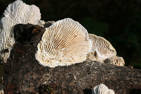Gilled Polypore (Trametes betulina) On dead hardwood at the edge of a (mostly) coniferous forest.
https://www.jungledragon.com/image/67047/gilled_polypore_trametes_betulina.html
https://www.jungledragon.com/image/67048/gilled_polypore_trametes_betulina.html Geotagged,Gilled polypore,Lenzites betulina,Summer,United States
