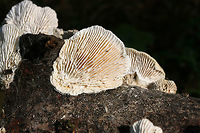 Gilled Polypore (Trametes betulina) On dead hardwood at the edge of a (mostly) coniferous forest.<br />
https://www.jungledragon.com/image/67047/gilled_polypore_trametes_betulina.html<br />
https://www.jungledragon.com/image/67048/gilled_polypore_trametes_betulina.html Geotagged,Gilled polypore,Lenzites betulina,Summer,United States