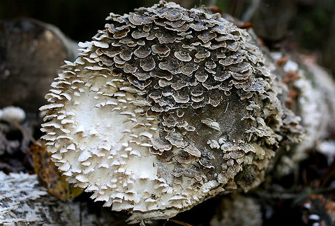 Trichaptum biforme and Trametes versicolor (with scattered Trametes betulina) A beautiful display of shelf mushrooms on a hardwood log at the edge of a (mostly) coniferous forest in NE Alabama (Etowah County).

The Trichaptum appears to be faded (no real signs of the purple left). Geotagged,Summer,Trametes versicolor,United States