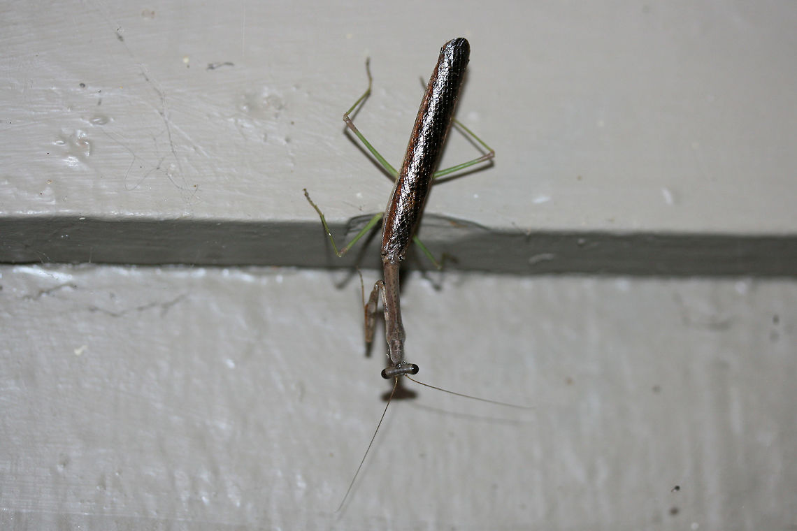 Carolina Mantis (Stagmomantis carolina) At porch lights near an overgrown backyard habitat.<br />
<br />
This individual also decided that I was an interesting creature and proceeded to jump on the back of my head and hitchhike into my living room!<br />
<figure class="photo"><a href="https://www.jungledragon.com/image/67052/carolina_mantis_stagmomantis_carolina.html" title="Carolina Mantis (Stagmomantis carolina)"><img src="https://s3.amazonaws.com/media.jungledragon.com/images/3231/67052_thumb.jpg?AWSAccessKeyId=05GMT0V3GWVNE7GGM1R2&Expires=1759968010&Signature=jIsHhRDDISkMlj4WxocyXC2EqTc%3D" width="102" height="152" alt="Carolina Mantis (Stagmomantis carolina) At porch lights near an overgrown backyard habitat.<br />
<br />
This individual also decided that I was an interesting creature and proceeded to jump on the back of my head and hitchhike into my living room! <br />
https://www.jungledragon.com/image/67051/carolina_mantis_stagmomantis_carolina.html Carolina Mantis,Geotagged,Stagmomantis carolina,Summer,United States" /></a></figure> Carolina Mantis,Geotagged,Stagmomantis carolina,Summer,United States