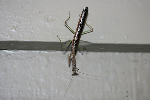 Carolina Mantis (Stagmomantis carolina) At porch lights near an overgrown backyard habitat.

This individual also decided that I was an interesting creature and proceeded to jump on the back of my head and hitchhike into my living room!
https://www.jungledragon.com/image/67052/carolina_mantis_stagmomantis_carolina.html Carolina Mantis,Geotagged,Stagmomantis carolina,Summer,United States