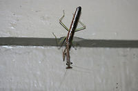 Carolina Mantis (Stagmomantis carolina) At porch lights near an overgrown backyard habitat.<br />
<br />
This individual also decided that I was an interesting creature and proceeded to jump on the back of my head and hitchhike into my living room!<br />
https://www.jungledragon.com/image/67052/carolina_mantis_stagmomantis_carolina.html Carolina Mantis,Geotagged,Stagmomantis carolina,Summer,United States