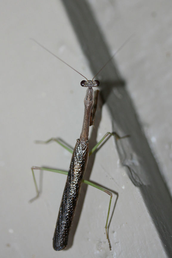 Carolina Mantis (Stagmomantis carolina) At porch lights near an overgrown backyard habitat.<br />
<br />
This individual also decided that I was an interesting creature and proceeded to jump on the back of my head and hitchhike into my living room! <br />
<figure class="photo"><a href="https://www.jungledragon.com/image/67051/carolina_mantis_stagmomantis_carolina.html" title="Carolina Mantis (Stagmomantis carolina)"><img src="https://s3.amazonaws.com/media.jungledragon.com/images/3231/67051_thumb.jpg?AWSAccessKeyId=05GMT0V3GWVNE7GGM1R2&Expires=1759968010&Signature=3i6HhG3tZ4zLnFAfd2X8PM3qtlM%3D" width="200" height="134" alt="Carolina Mantis (Stagmomantis carolina) At porch lights near an overgrown backyard habitat.<br />
<br />
This individual also decided that I was an interesting creature and proceeded to jump on the back of my head and hitchhike into my living room!<br />
https://www.jungledragon.com/image/67052/carolina_mantis_stagmomantis_carolina.html Carolina Mantis,Geotagged,Stagmomantis carolina,Summer,United States" /></a></figure> Carolina Mantis,Geotagged,Stagmomantis carolina,Summer,United States