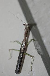 Carolina Mantis (Stagmomantis carolina) At porch lights near an overgrown backyard habitat.

This individual also decided that I was an interesting creature and proceeded to jump on the back of my head and hitchhike into my living room! 
https://www.jungledragon.com/image/67051/carolina_mantis_stagmomantis_carolina.html Carolina Mantis,Geotagged,Stagmomantis carolina,Summer,United States