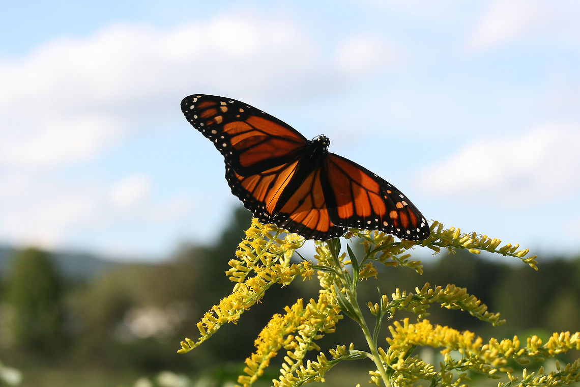 Monarch Butterfly (Danaus plexippus) On Goldenrod (Solidago sp.) in a wetland habitat in Floyd County, GA.<br />
<figure class="photo"><a href="https://www.jungledragon.com/image/67056/monarch_butterfly_danaus_plexippus.html" title="Monarch Butterfly (Danaus plexippus)"><img src="https://s3.amazonaws.com/media.jungledragon.com/images/3231/67056_thumb.jpg?AWSAccessKeyId=05GMT0V3GWVNE7GGM1R2&Expires=1759968010&Signature=82EBiD%2FTuc9USRYru677AfZPrB8%3D" width="102" height="152" alt="Monarch Butterfly (Danaus plexippus) On Goldenrod (Solidago sp.) in a wetland habitat in Floyd County, GA.<br />
https://www.jungledragon.com/image/67054/monarch_butterfly_danaus_plexippus.html<br />
https://www.jungledragon.com/image/67055/monarch_butterfly_danaus_plexippus.html Danaus plexippus,Fall,Geotagged,Lepidoptera,Monarch butterfly,United States,butterfly,monarch,wetland,wetlands" /></a></figure><br />
<figure class="photo"><a href="https://www.jungledragon.com/image/67055/monarch_butterfly_danaus_plexippus.html" title="Monarch Butterfly (Danaus plexippus)"><img src="https://s3.amazonaws.com/media.jungledragon.com/images/3231/67055_thumb.jpg?AWSAccessKeyId=05GMT0V3GWVNE7GGM1R2&Expires=1759968010&Signature=AGGqucxsvGgxgZ5kz72vUoUqf%2BY%3D" width="102" height="152" alt="Monarch Butterfly (Danaus plexippus) On Goldenrod (Solidago sp.) in a wetland habitat in Floyd County, GA.<br />
https://www.jungledragon.com/image/67056/monarch_butterfly_danaus_plexippus.html<br />
https://www.jungledragon.com/image/67054/monarch_butterfly_danaus_plexippus.html<br />
 Danaus plexippus,Fall,Geotagged,Monarch,Monarch butterfly,United States,wetland,wetlands" /></a></figure> Danaus plexippus,Fall,Geotagged,Monarch butterfly,United States