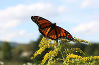 Monarch Butterfly (Danaus plexippus) On Goldenrod (Solidago sp.) in a wetland habitat in Floyd County, GA.<br />
https://www.jungledragon.com/image/67056/monarch_butterfly_danaus_plexippus.html<br />
https://www.jungledragon.com/image/67055/monarch_butterfly_danaus_plexippus.html Danaus plexippus,Fall,Geotagged,Monarch butterfly,United States