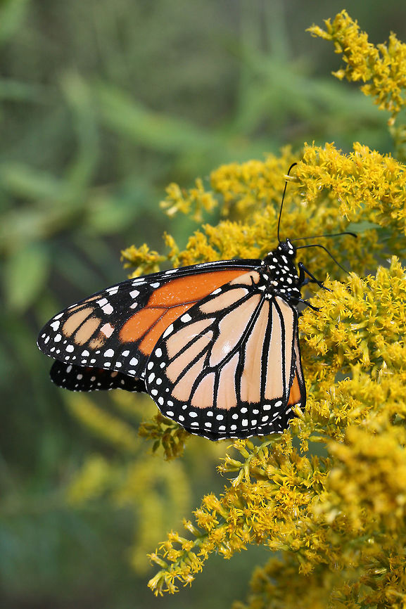Monarch Butterfly (Danaus plexippus) On Goldenrod (Solidago sp.) in a wetland habitat in Floyd County, GA.<br />
<figure class="photo"><a href="https://www.jungledragon.com/image/67056/monarch_butterfly_danaus_plexippus.html" title="Monarch Butterfly (Danaus plexippus)"><img src="https://s3.amazonaws.com/media.jungledragon.com/images/3231/67056_thumb.jpg?AWSAccessKeyId=05GMT0V3GWVNE7GGM1R2&Expires=1769040010&Signature=J3DKM7RRTZMdJ11OFHRE7dfL2Nc%3D" width="102" height="152" alt="Monarch Butterfly (Danaus plexippus) On Goldenrod (Solidago sp.) in a wetland habitat in Floyd County, GA.<br />
https://www.jungledragon.com/image/67054/monarch_butterfly_danaus_plexippus.html<br />
https://www.jungledragon.com/image/67055/monarch_butterfly_danaus_plexippus.html Danaus plexippus,Fall,Geotagged,Lepidoptera,Monarch butterfly,United States,butterfly,monarch,wetland,wetlands" /></a></figure><br />
<figure class="photo"><a href="https://www.jungledragon.com/image/67054/monarch_butterfly_danaus_plexippus.html" title="Monarch Butterfly (Danaus plexippus)"><img src="https://s3.amazonaws.com/media.jungledragon.com/images/3231/67054_thumb.jpg?AWSAccessKeyId=05GMT0V3GWVNE7GGM1R2&Expires=1769040010&Signature=diatQRujyqKly2sw3v%2FHmbVO7ec%3D" width="200" height="134" alt="Monarch Butterfly (Danaus plexippus) On Goldenrod (Solidago sp.) in a wetland habitat in Floyd County, GA.<br />
https://www.jungledragon.com/image/67056/monarch_butterfly_danaus_plexippus.html<br />
https://www.jungledragon.com/image/67055/monarch_butterfly_danaus_plexippus.html Danaus plexippus,Fall,Geotagged,Monarch butterfly,United States" /></a></figure><br />
 Danaus plexippus,Fall,Geotagged,Monarch,Monarch butterfly,United States,wetland,wetlands