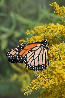 Monarch Butterfly (Danaus plexippus) On Goldenrod (Solidago sp.) in a wetland habitat in Floyd County, GA.
https://www.jungledragon.com/image/67056/monarch_butterfly_danaus_plexippus.html
https://www.jungledragon.com/image/67054/monarch_butterfly_danaus_plexippus.html
 Danaus plexippus,Fall,Geotagged,Monarch,Monarch butterfly,United States,wetland,wetlands
