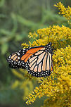 Monarch Butterfly (Danaus plexippus) On Goldenrod (Solidago sp.) in a wetland habitat in Floyd County, GA.<br />
https://www.jungledragon.com/image/67056/monarch_butterfly_danaus_plexippus.html<br />
https://www.jungledragon.com/image/67054/monarch_butterfly_danaus_plexippus.html<br />
Danaus plexippus,Fall,Geotagged,Monarch,Monarch butterfly,United States,wetland,wetlands