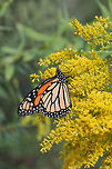 Monarch Butterfly (Danaus plexippus) On Goldenrod (Solidago sp.) in a wetland habitat in Floyd County, GA.<br />
https://www.jungledragon.com/image/67054/monarch_butterfly_danaus_plexippus.html<br />
https://www.jungledragon.com/image/67055/monarch_butterfly_danaus_plexippus.html Danaus plexippus,Fall,Geotagged,Lepidoptera,Monarch butterfly,United States,butterfly,monarch,wetland,wetlands