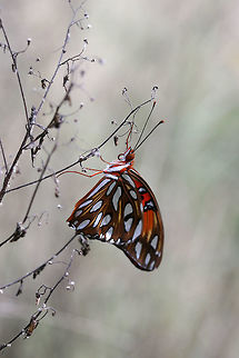 Gulf Fritillary (Agraulis vanillae) Resting on a dead plant in a wetland habitat in NW Georgia (Floyd County), US. Agraulis vanillae,Fall,Geotagged,Gulf fritillary,United States,wetland,wetlands