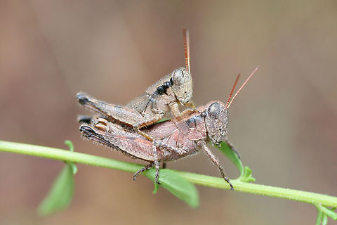 Scudder's Short-wing Grasshopper (Melanoplus scudderi)- Male & Female ♂ ♀ At a forest edge in NW Georgia (Floyd County), US. Fall,Geotagged,Melanoplus scudderi,United States